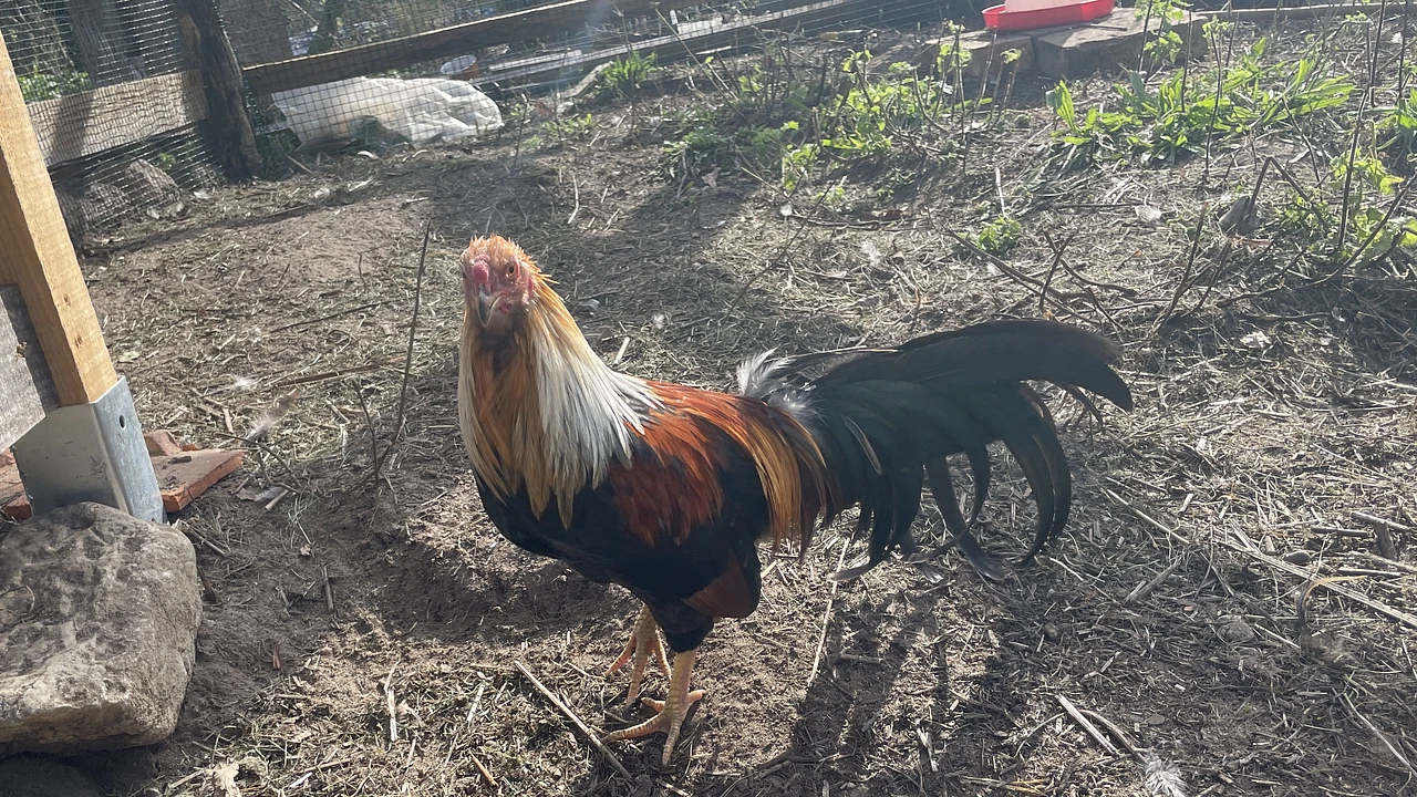 Tan Chau Chickens