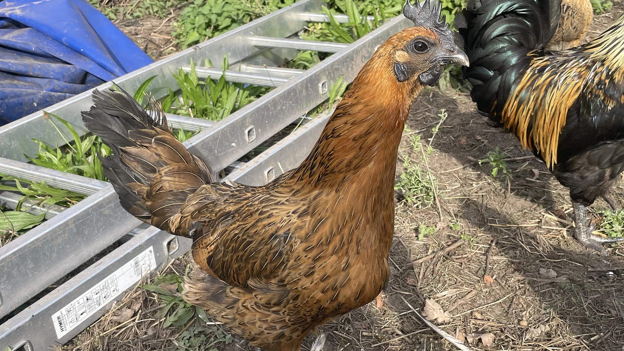 Gà H'Mông