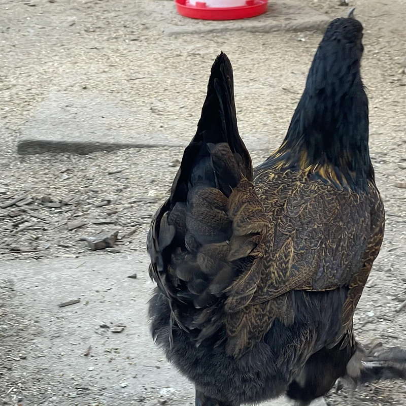 Wuliangshan Black-bone Chicken