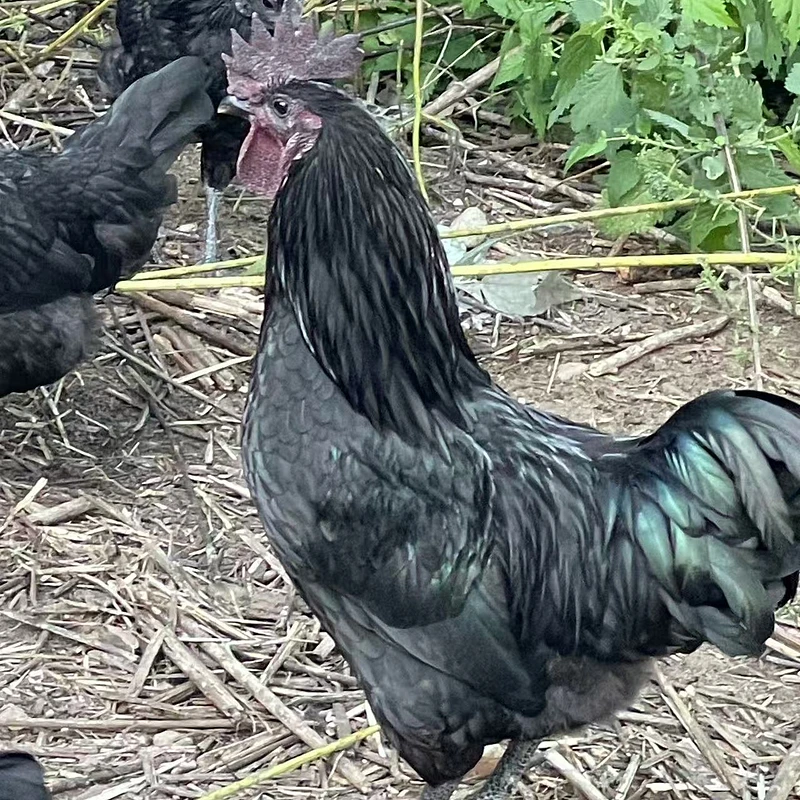 Dongxiang Black-Feathered Green-Egg-Laying Chicken