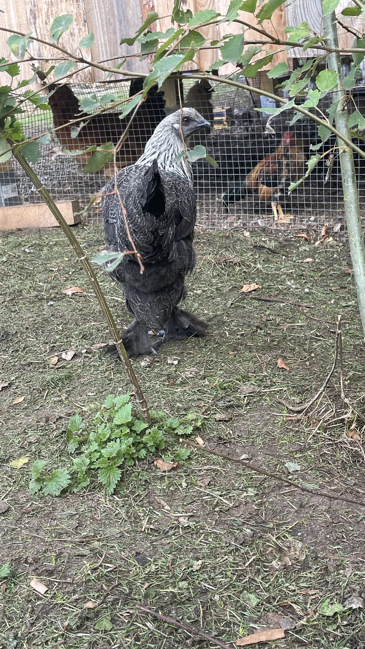  Wuliangshan-Schwarzknochenhuhn