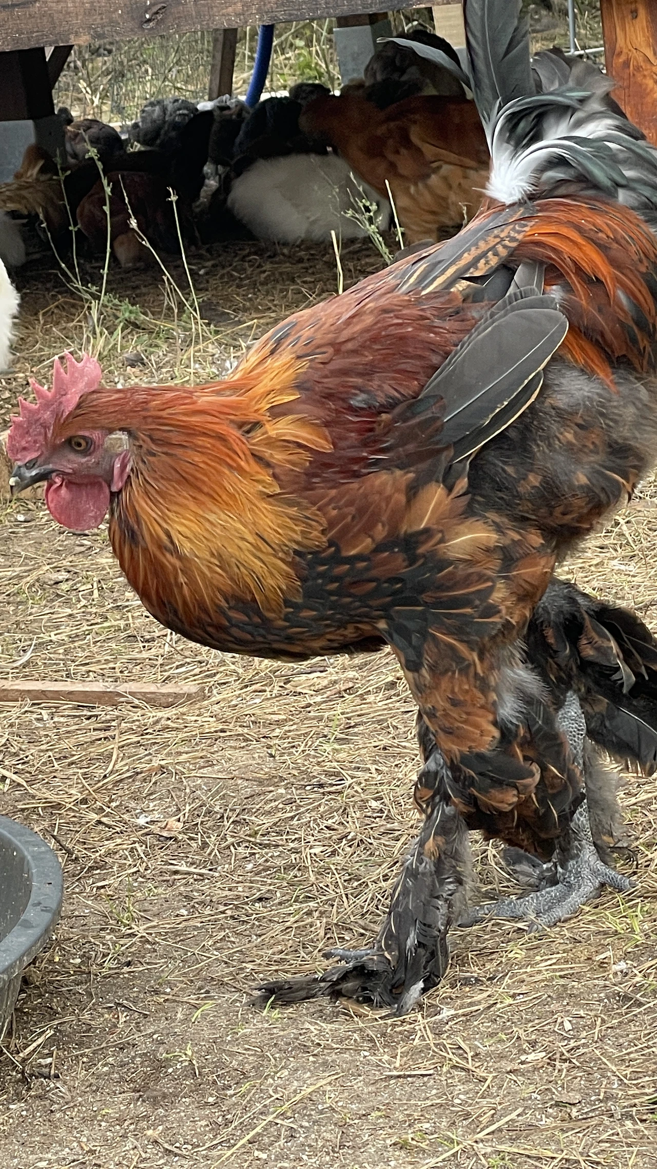  Wuliangshan-Schwarzknochenhuhn