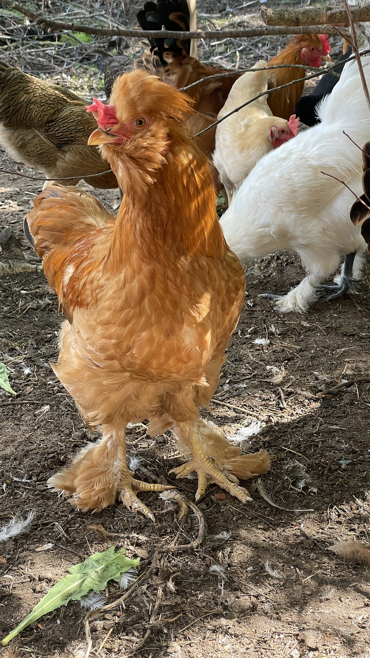 Beijing Fatty Chicken