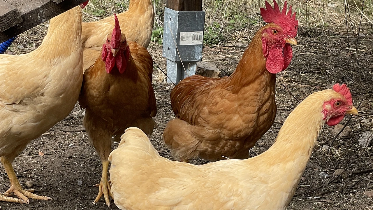 Xianghuang-Huabaowei Chickens