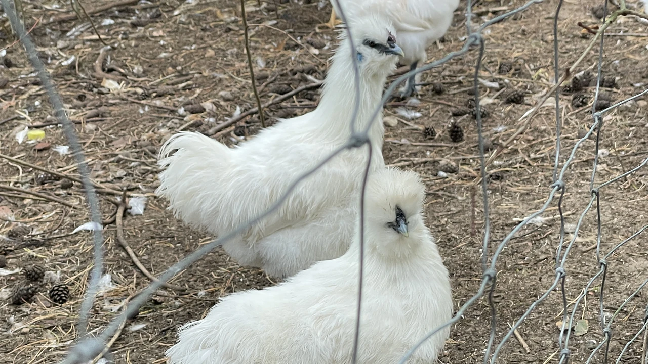 Taihe Silky Chicken