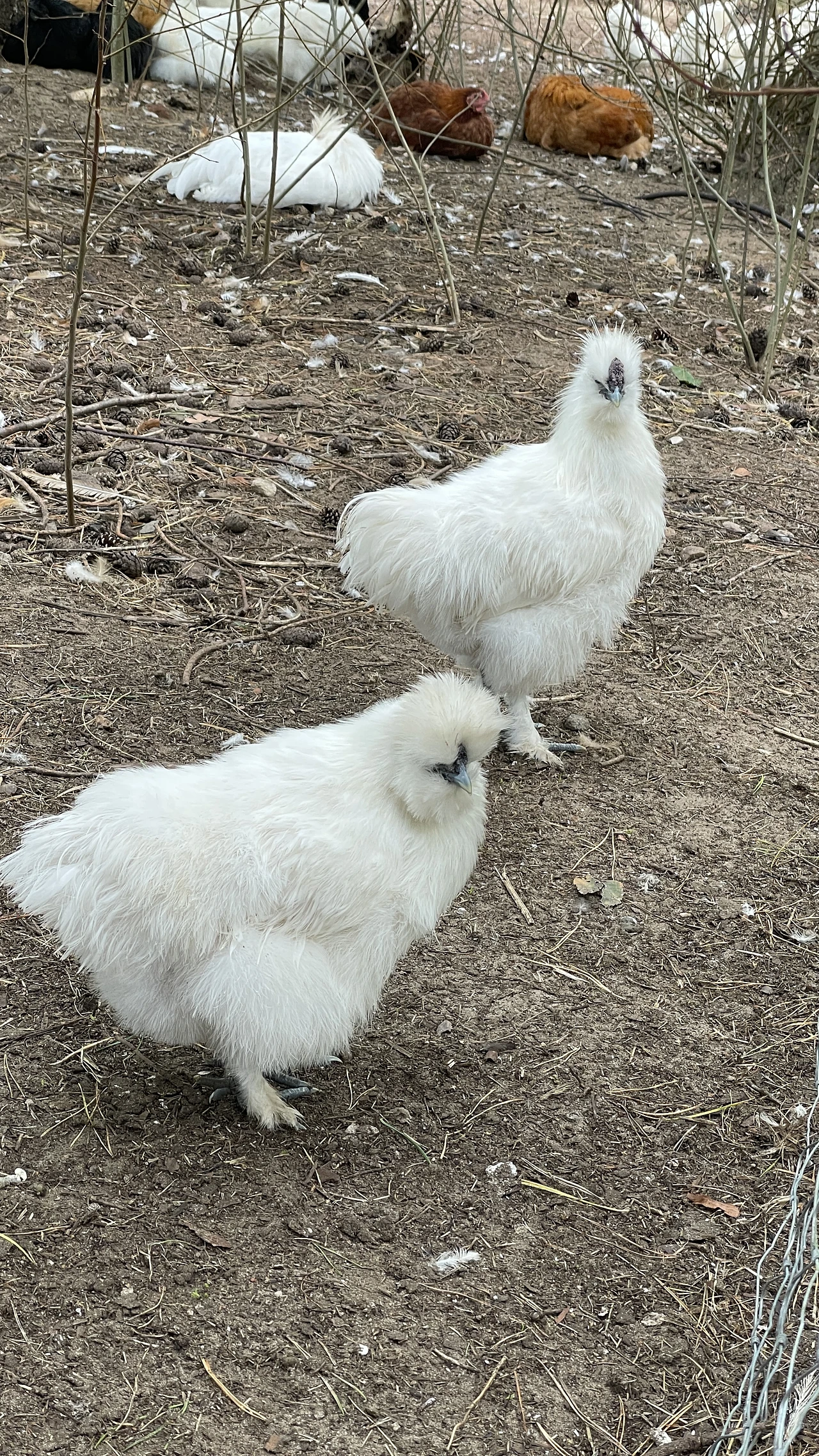 Taihe Silky Chicken