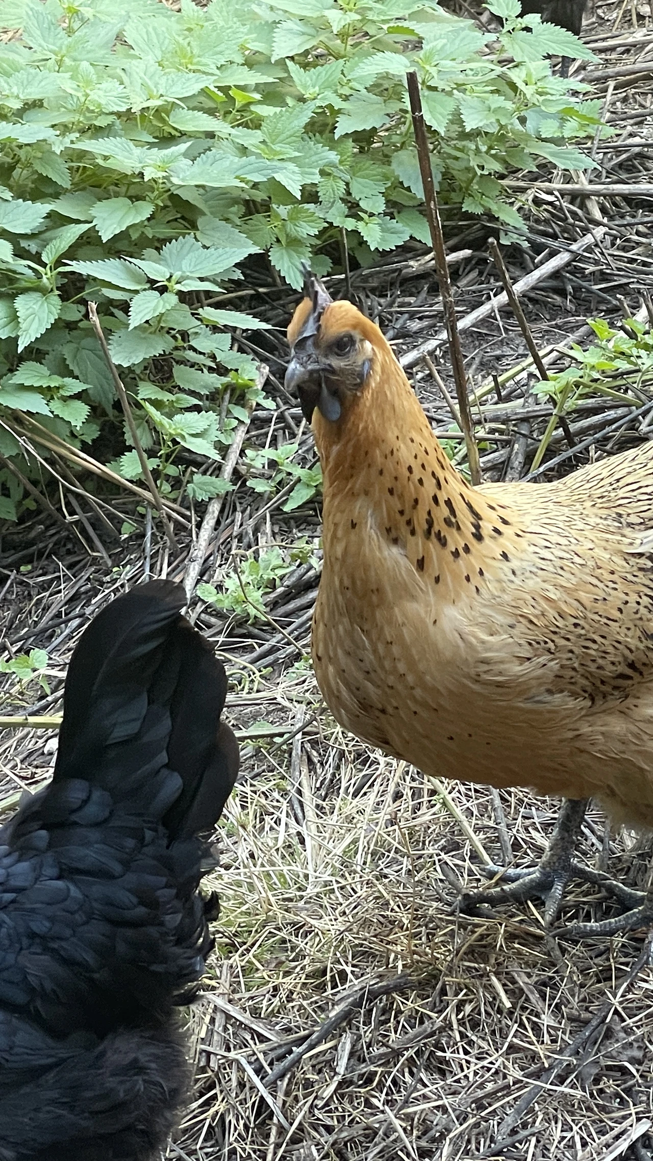 Gà H'Mông