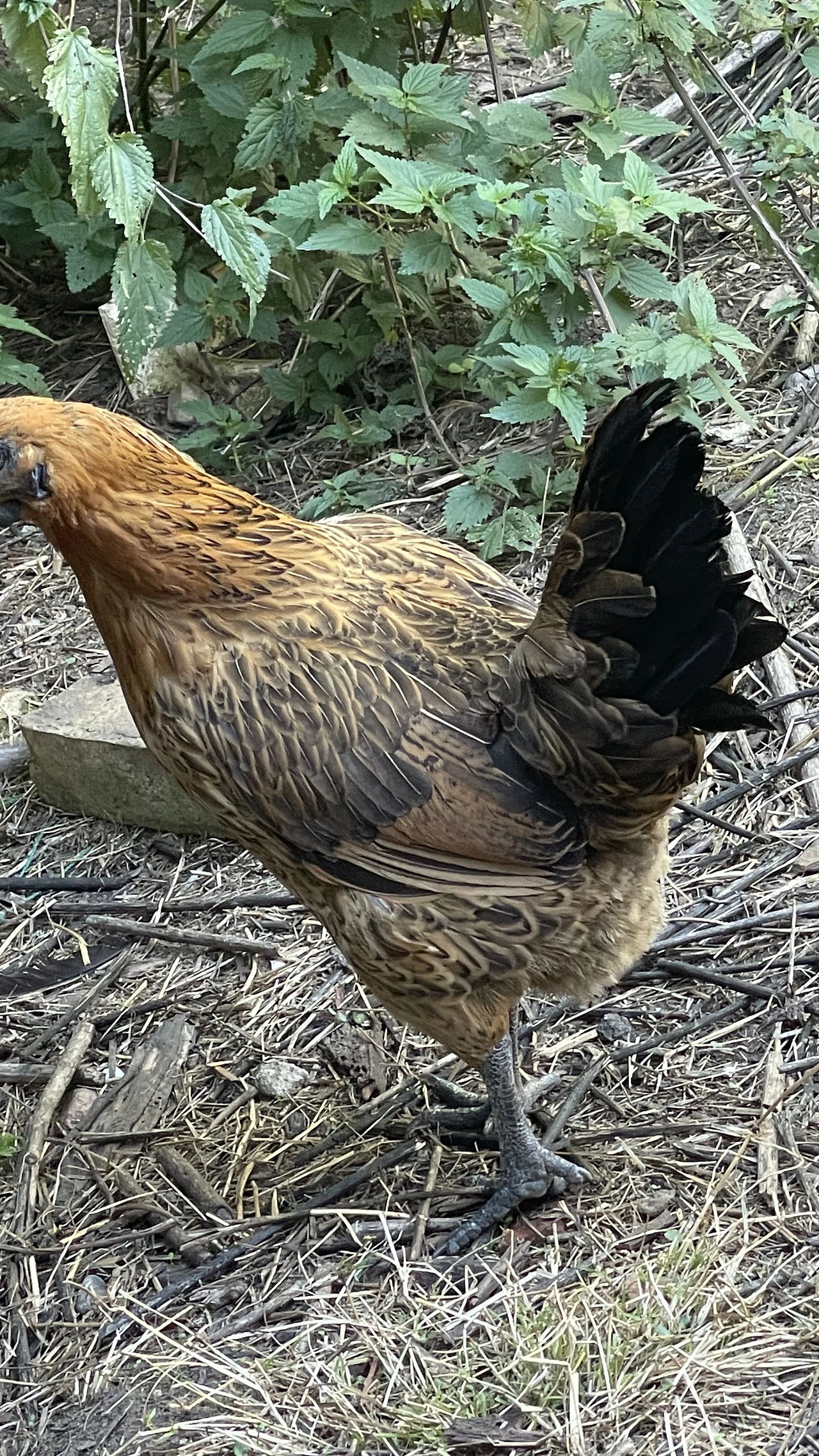 Gà H'Mông
