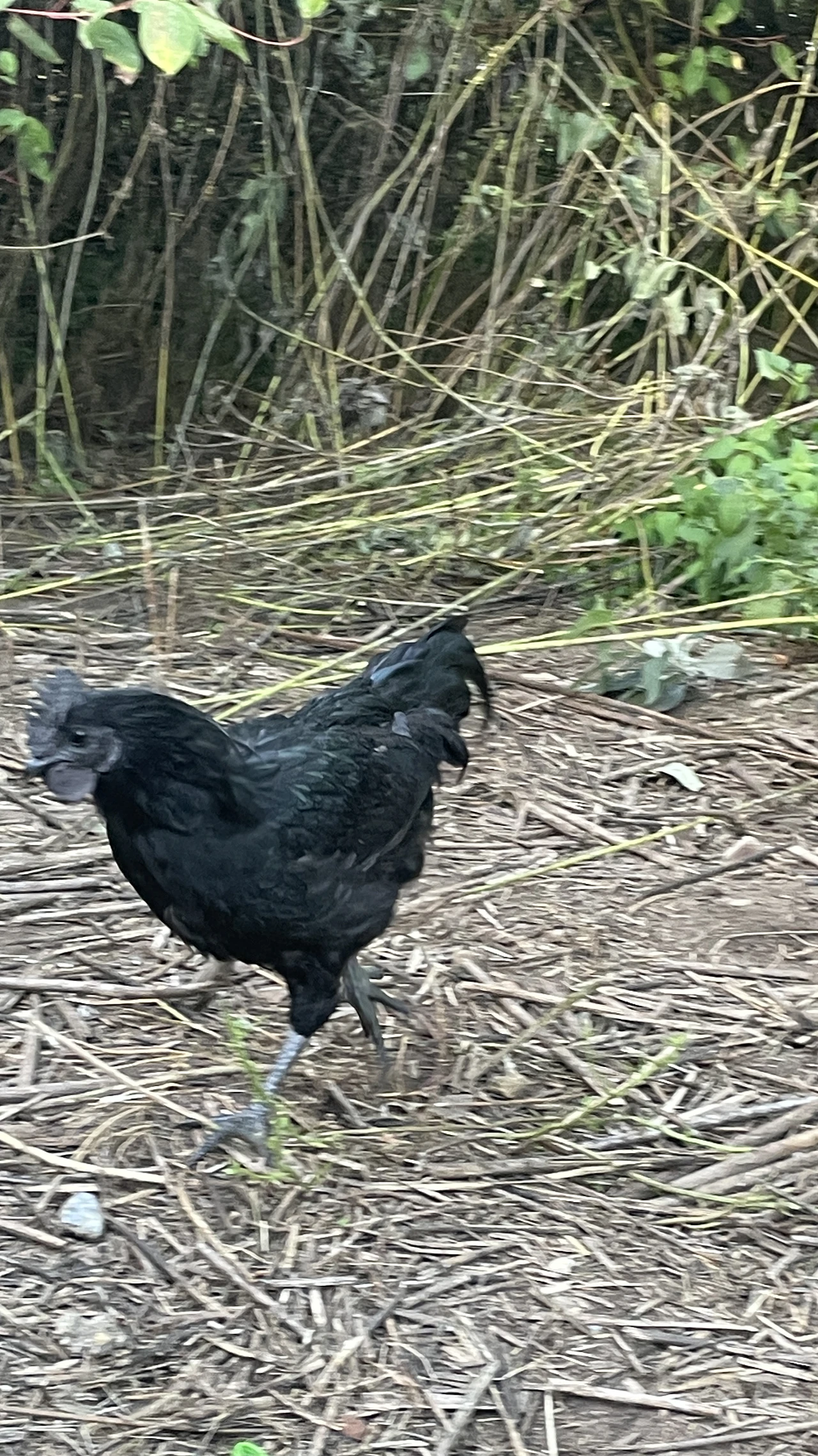 Dongxiang Black-Feathered Green-Egg-Laying Chicken
