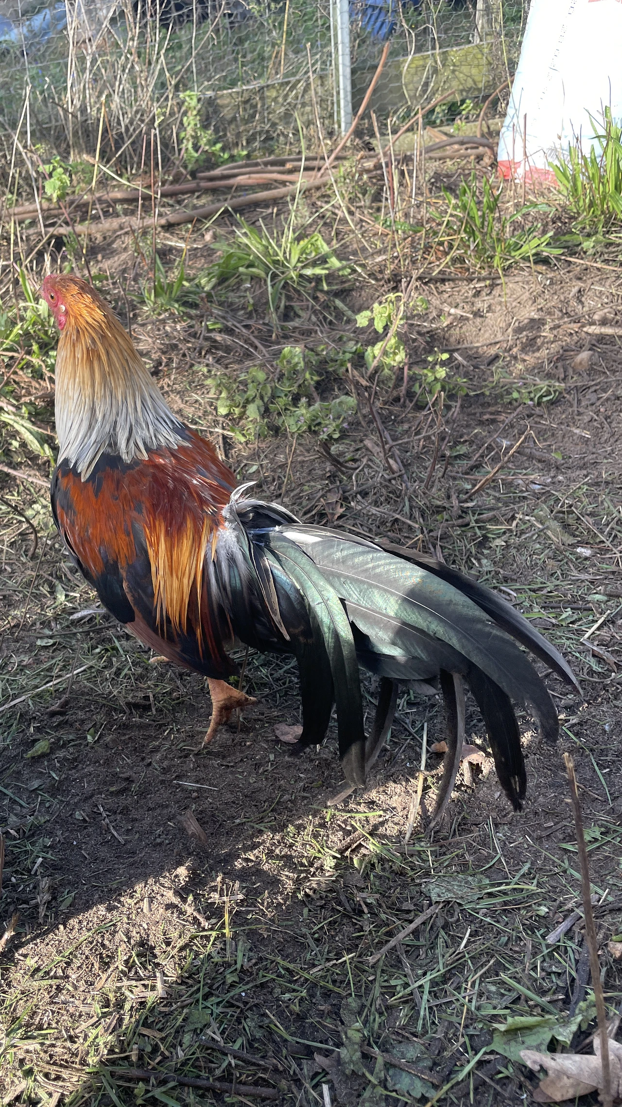 越南坦州鸡