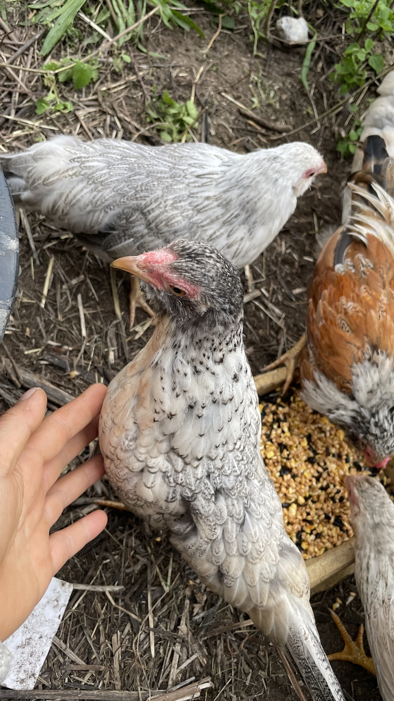 Tan Chau Chickens