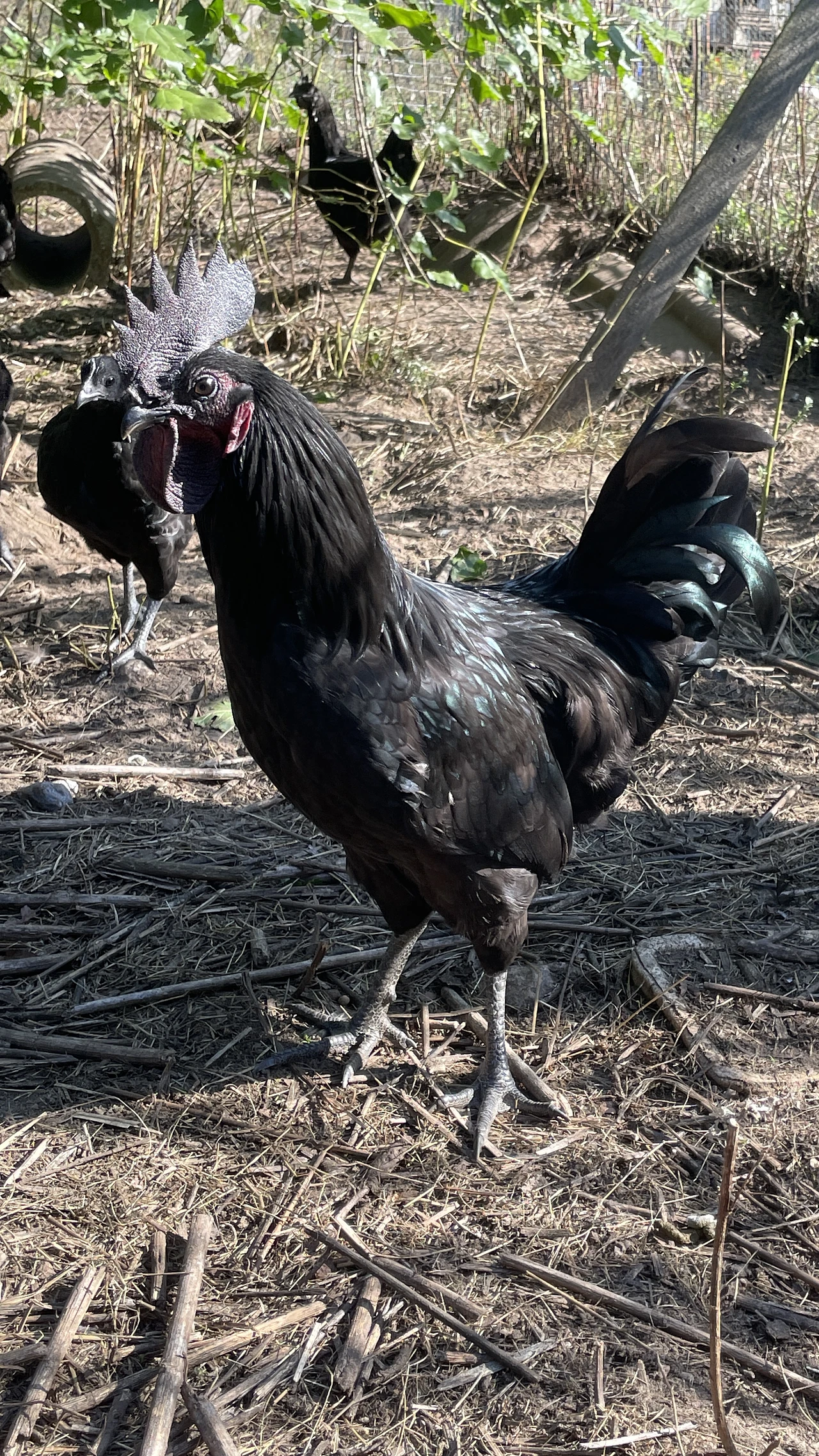 Dongxiang Black-Feathered Green-Egg-Laying Chicken