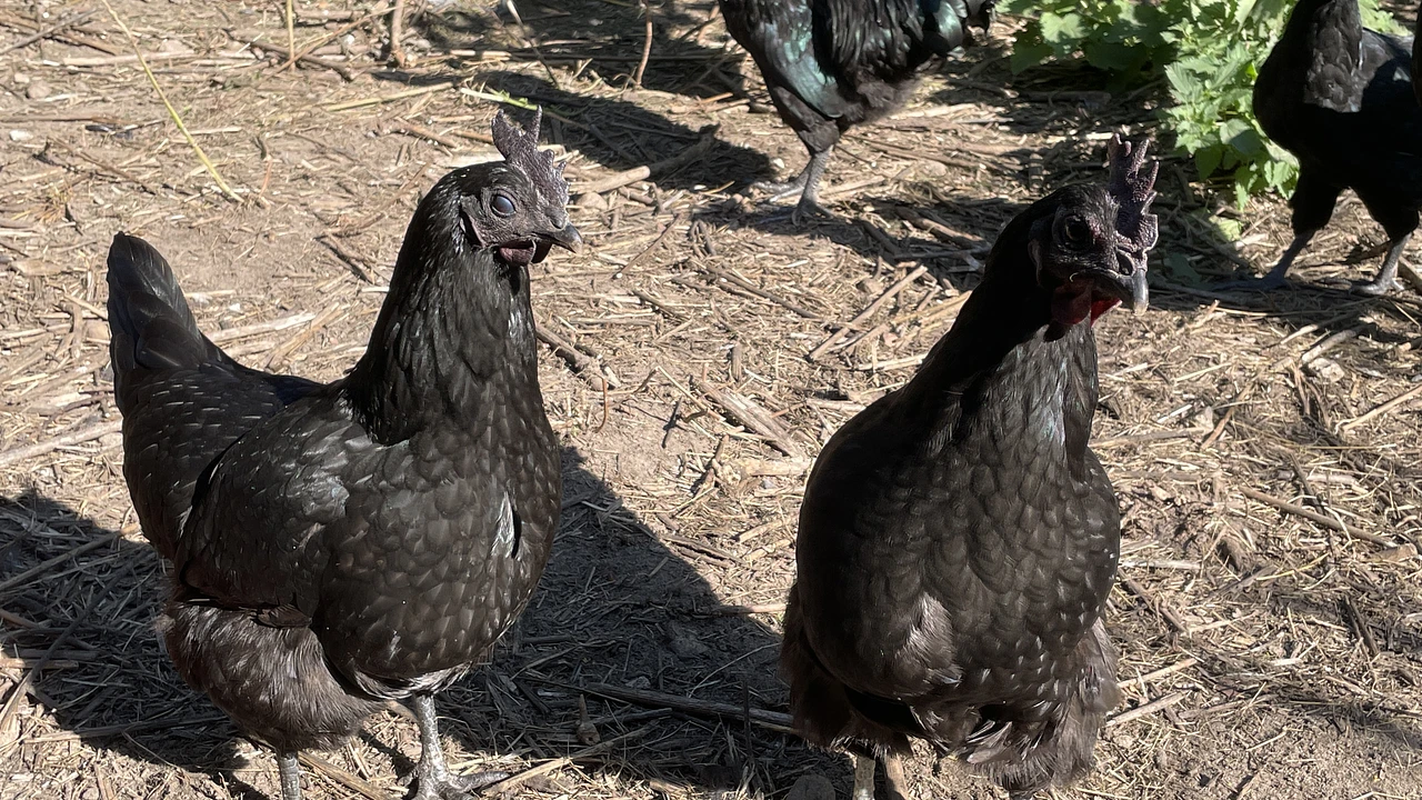Dongxiang Black-Feathered Green-Egg-Laying Chicken