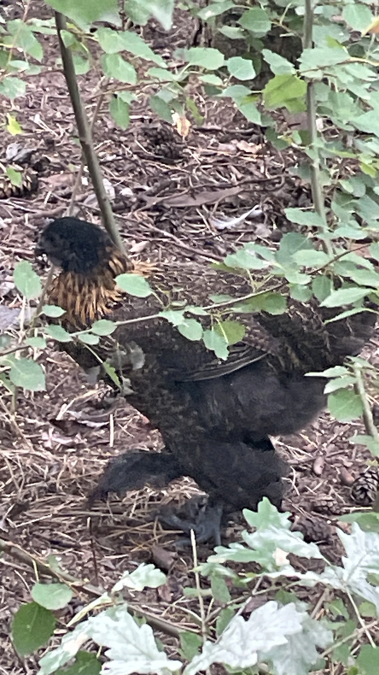 Wuliangshan Black-bone Chicken