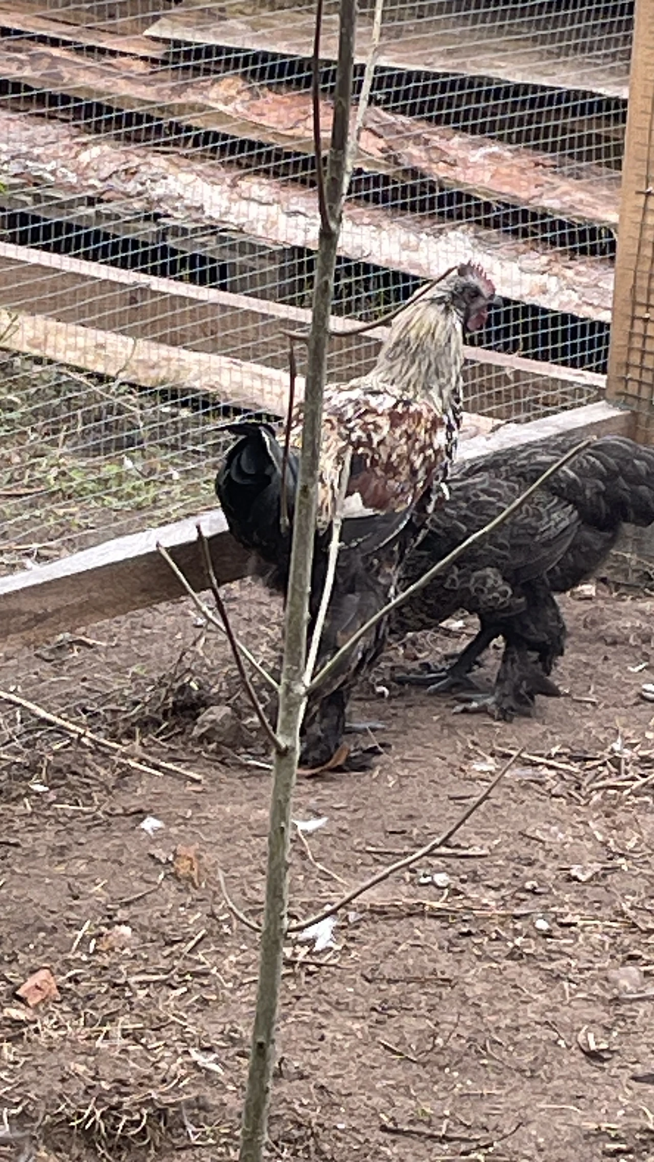  Wuliangshan-Schwarzknochenhuhn