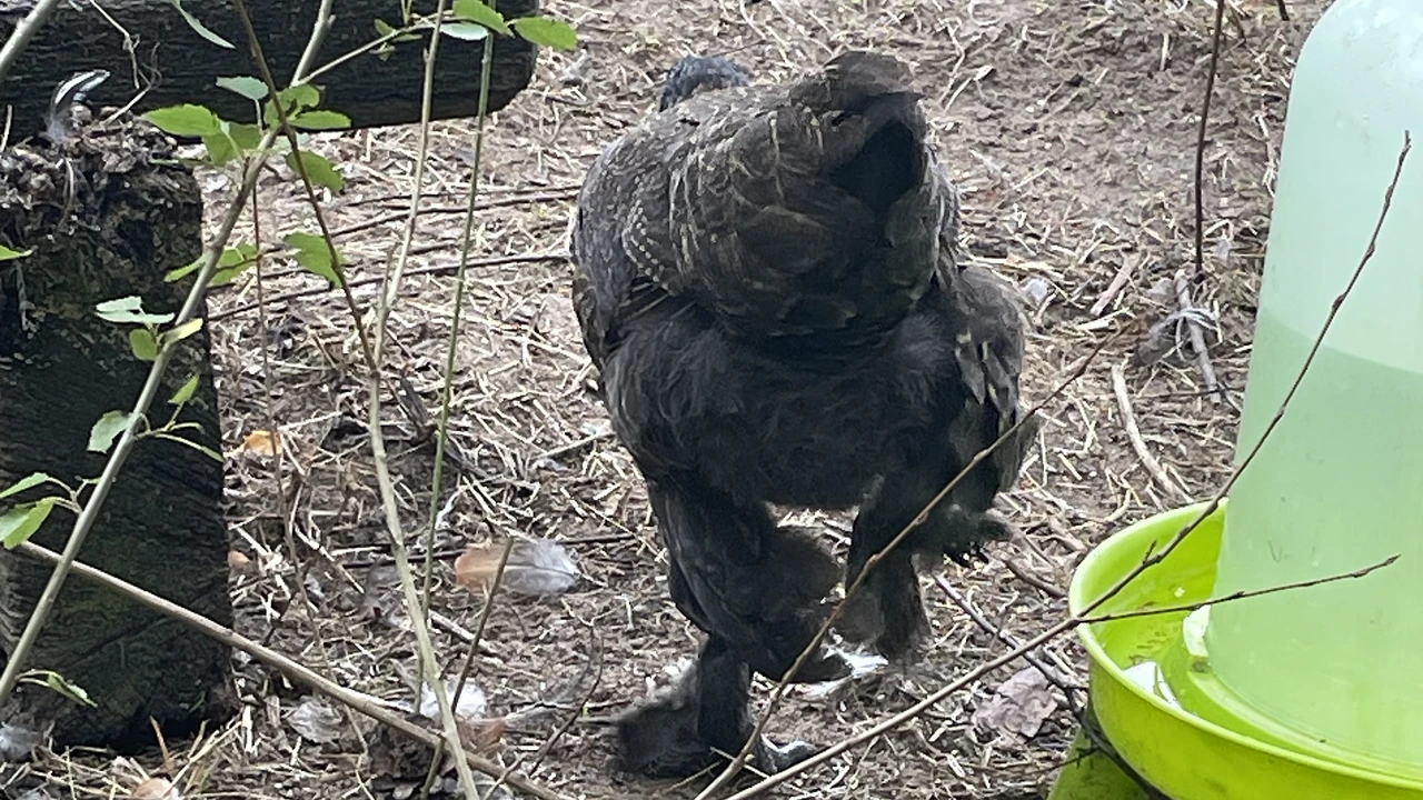  Wuliangshan-Schwarzknochenhuhn